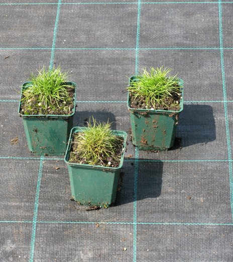 Festuca gautieri 'Pic Carlit'